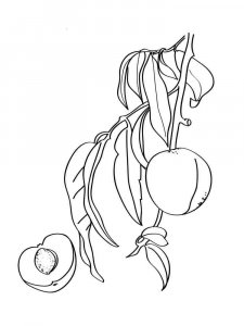 Peach coloring page 10 - Free printable