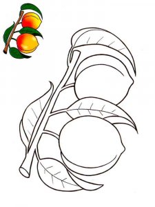 Peach coloring page 9 - Free printable