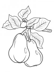 Pear coloring page 26 - Free printable