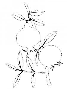 Pomegranate coloring page 18 - Free printable