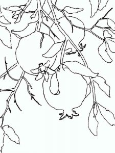 Pomegranate coloring page 24 - Free printable