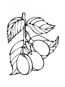 Plum coloring page 4 - Free printable