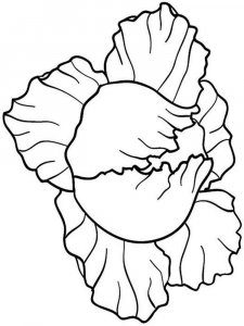 Cabbage coloring page 11 - Free printable