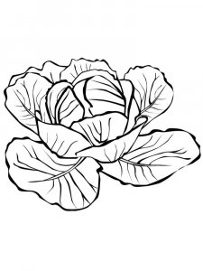 Cabbage coloring page 13 - Free printable