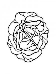 Cabbage coloring page 2 - Free printable