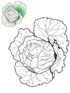 Cabbage coloring page 3 - Free printable
