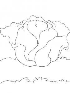Cabbage coloring page 4 - Free printable