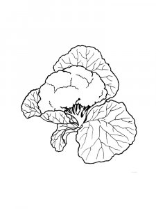Cauliflower coloring page 9 - Free printable