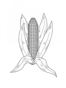 Corn coloring page 29 - Free printable