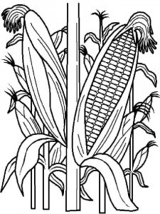 Corn coloring page 10 - Free printable