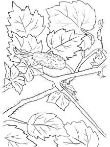Cucumber coloring page 14 - Free printable