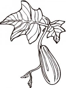 Cucumber coloring page 2 - Free printable