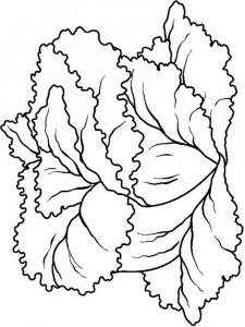 Lettuce coloring page 2 - Free printable