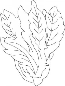 Lettuce coloring page 5 - Free printable