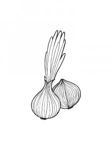 Onion coloring page 26 - Free printable