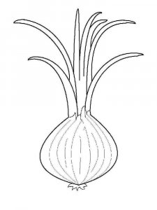 Onion coloring page 1 - Free printable
