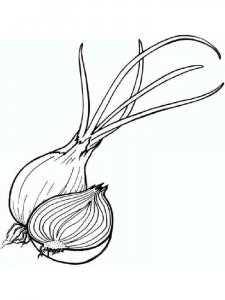 Onion coloring page 13 - Free printable