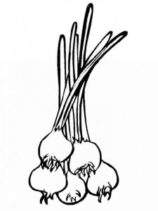 Onion coloring page 4 - Free printable