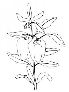 Pepper coloring page 5 - Free printable