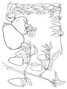Pepper coloring page 7 - Free printable