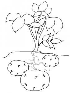 Potato coloring page 6 - Free printable