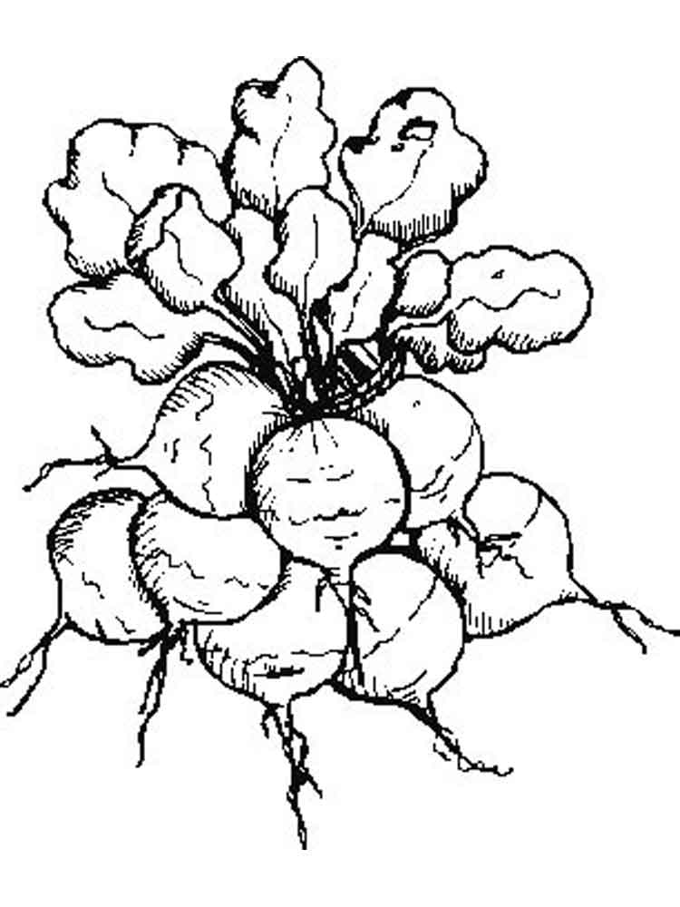 Radish coloring pages. Download and print Radish coloring pages