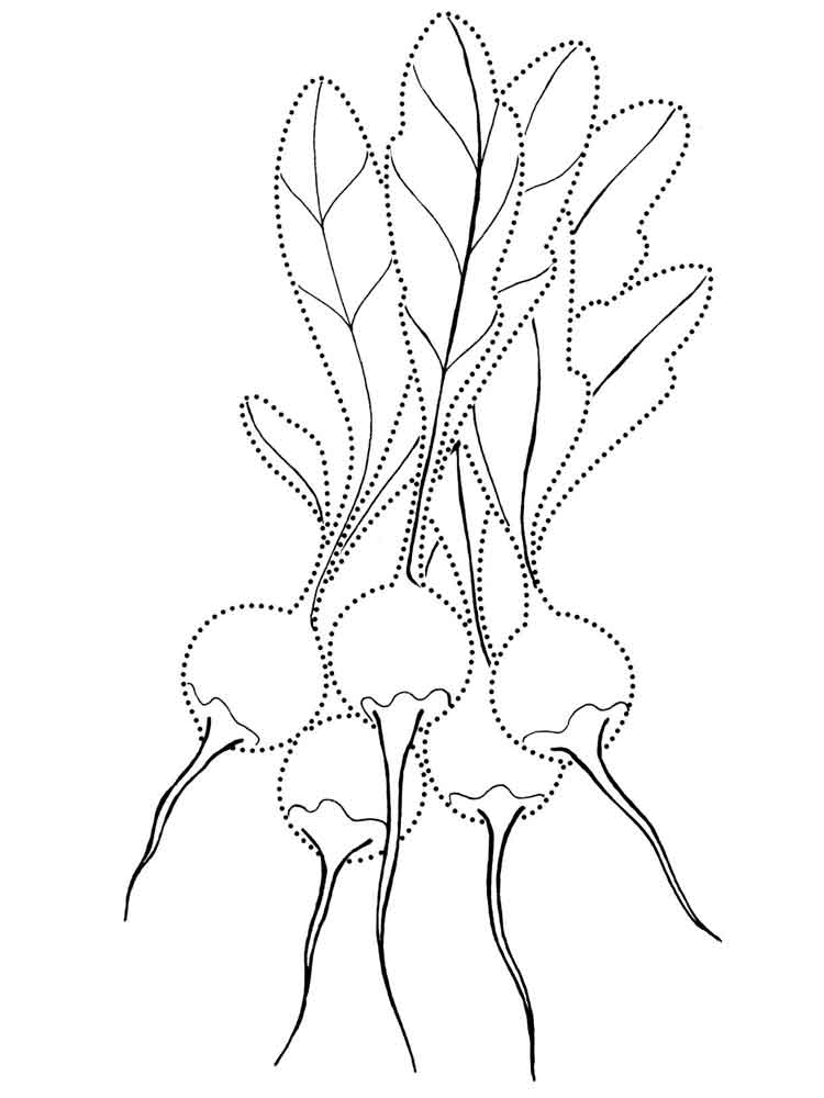 radish coloring pages - photo #22