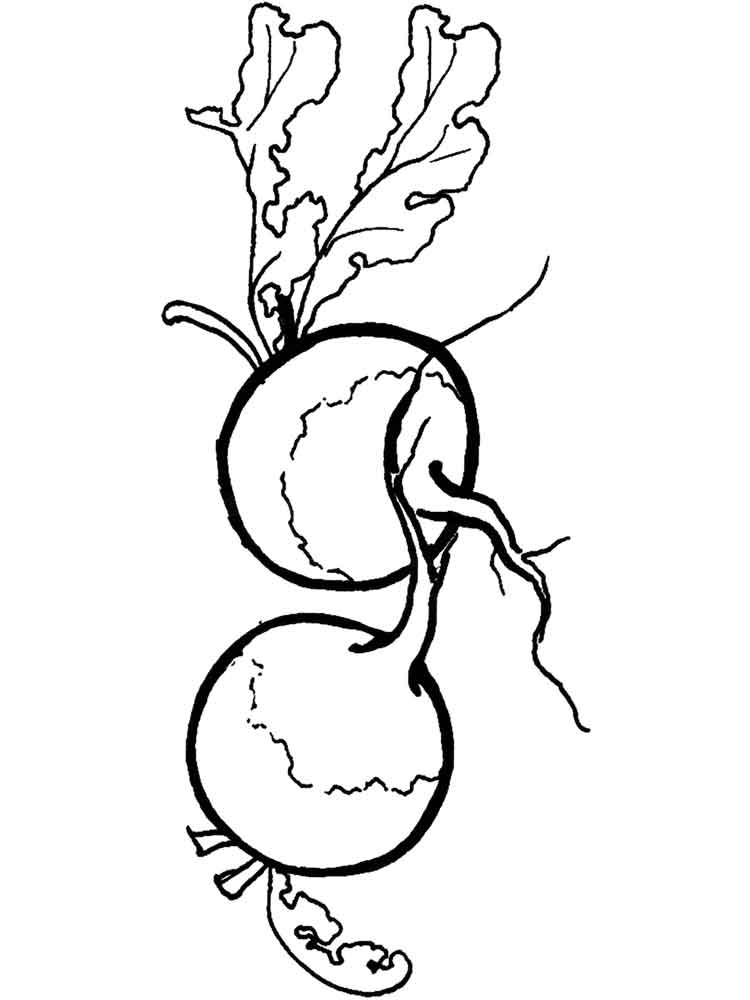 Radish coloring pages. Download and print Radish coloring pages