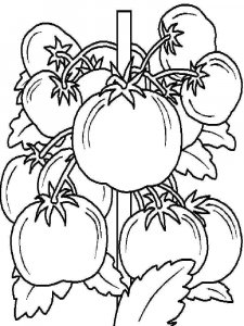 Tomato coloring page 13 - Free printable