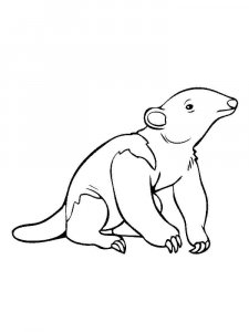 Anteater coloring page - picture 12