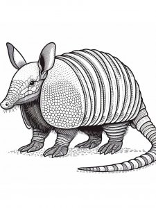 Armadillos coloring page - picture 16