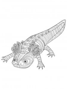 Axolotl coloring page - picture 14