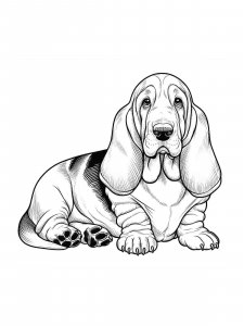 Basset Hound coloring page - picture 30