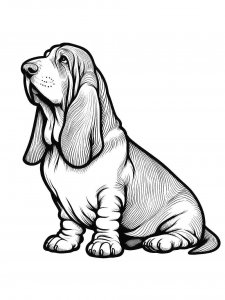 Basset Hound coloring page - picture 33