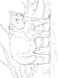 Black Bear coloring page - picture 1