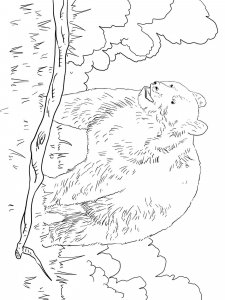 Black Bear coloring page - picture 11