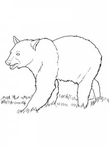 Black Bear coloring page - picture 3