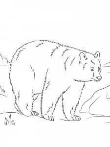 Black Bear coloring page - picture 6