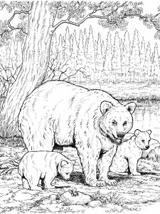 Black Bear coloring page - picture 7
