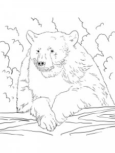 Black Bear coloring page - picture 8