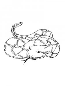 Boa snake coloring page - picture 11