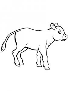 Calf coloring page - picture 6