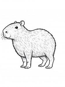 Capybara coloring page - picture 21