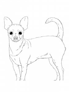 Chihuahua coloring page - picture 21