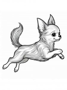Chihuahua coloring page - picture 33
