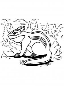 Chipmunk coloring page - picture 11