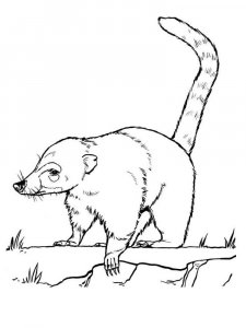 Coati coloring page - picture 1