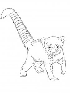 Coati coloring page - picture 2