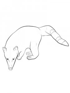 Coati coloring page - picture 3