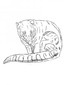Coati coloring page - picture 4